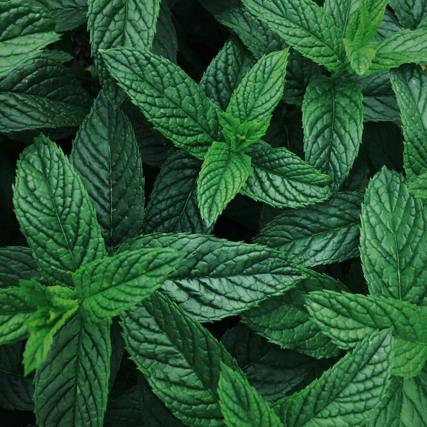 Tutto sull'olio essenziale di menta piperita
