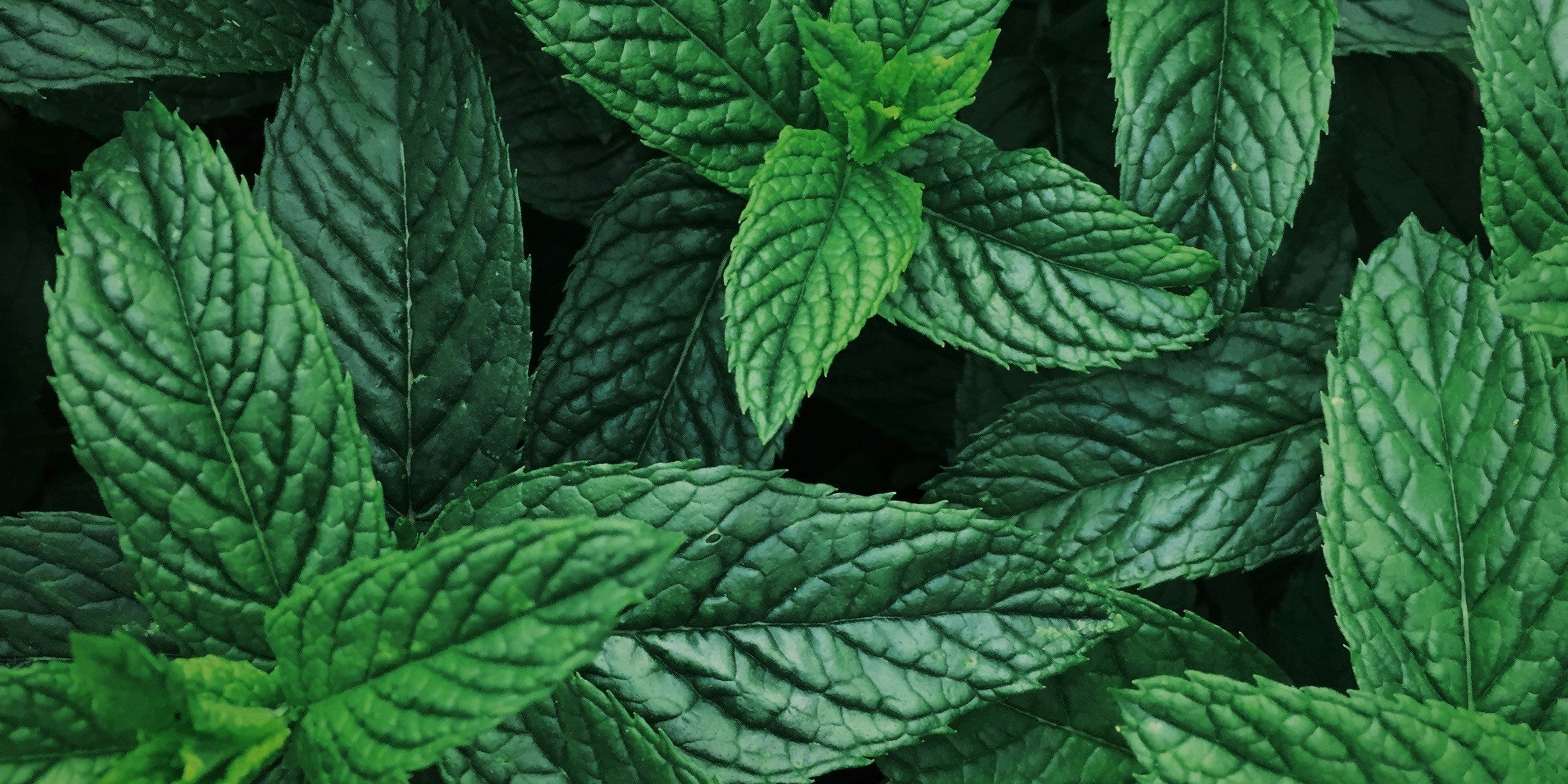 Tutto sull'olio essenziale di menta piperita