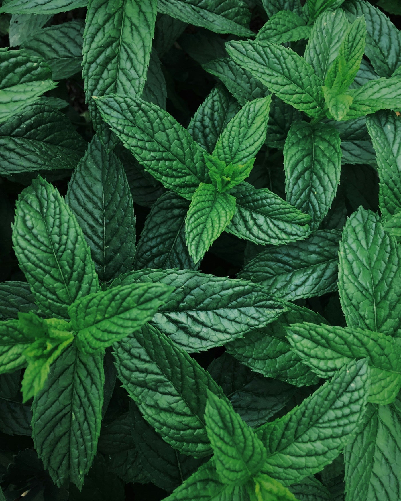 Tutto sull'olio essenziale di menta piperita